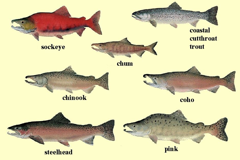 The Character Of Pacific Salmon Burning River